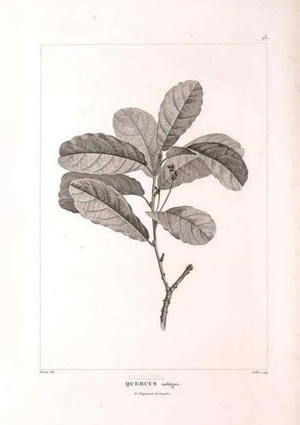 Reproducción/Reproduction 48979727586: Monographie des melastomacées,. Londres,Gide,1833.. 