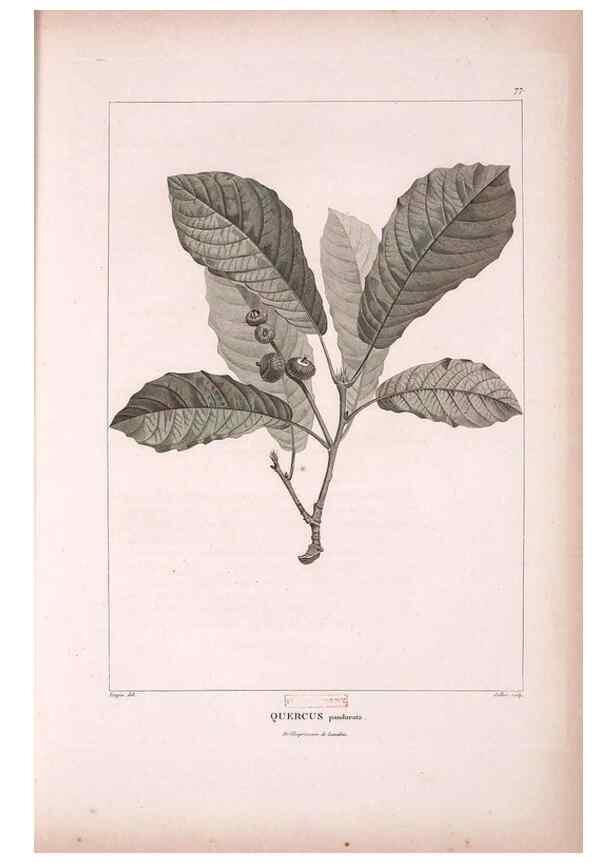 Reproducción/Reproduction 48979142558: Monographie des melastomacées,. Londres,Gide,1833.. 