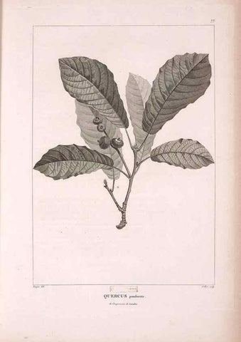 Reproducción/Reproduction 48979142558: Monographie des melastomacées,. Londres,Gide,1833.. 