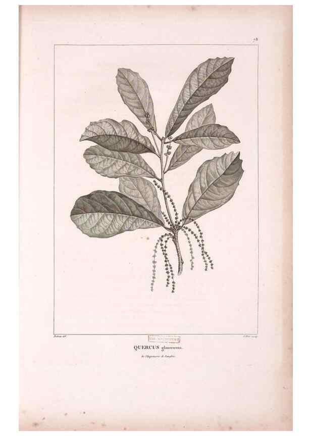 Reproducción/Reproduction 48979142783: Monographie des melastomacées,. Londres,Gide,1833.. 