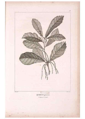 Reproducción/Reproduction 48979142783: Monographie des melastomacées,. Londres,Gide,1833.. 