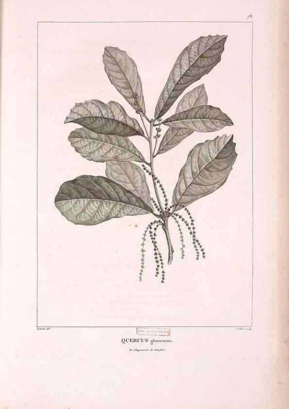 Reproducción/Reproduction 48979142783: Monographie des melastomacées,. Londres,Gide,1833.. 