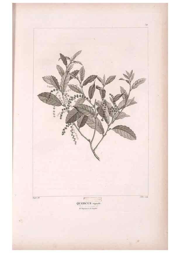 Reproducción/Reproduction 48979701816: Monographie des melastomacées,. Londres,Gide,1833.. 