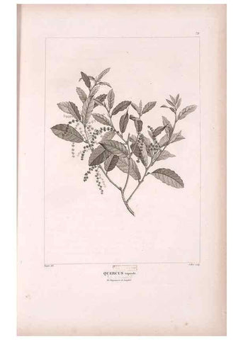 Reproducción/Reproduction 48979701816: Monographie des melastomacées,. Londres,Gide,1833.. 
