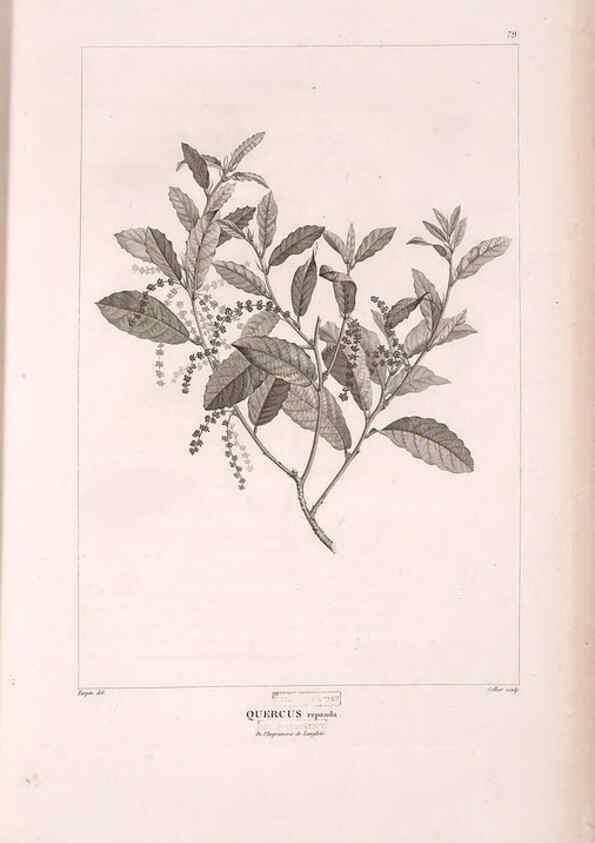 Reproducción/Reproduction 48979701816: Monographie des melastomacées,. Londres,Gide,1833.. 