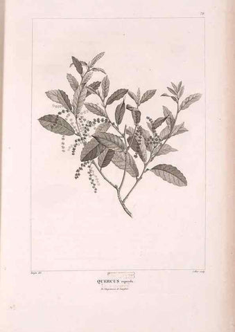 Reproducción/Reproduction 48979701816: Monographie des melastomacées,. Londres,Gide,1833.. 
