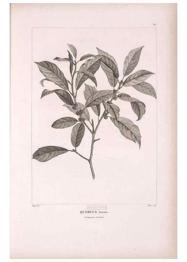Reproducción/Reproduction 48979701991: Monographie des melastomacées,. Londres,Gide,1833.. 