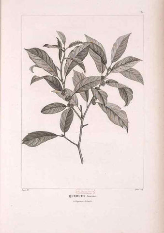 Reproducción/Reproduction 48979701991: Monographie des melastomacées,. Londres,Gide,1833.. 