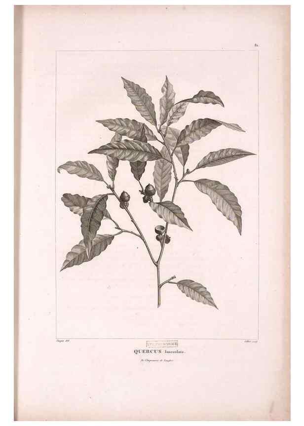 Reproducción/Reproduction 48979880727: Monographie des melastomacées,. Londres,Gide,1833.. 