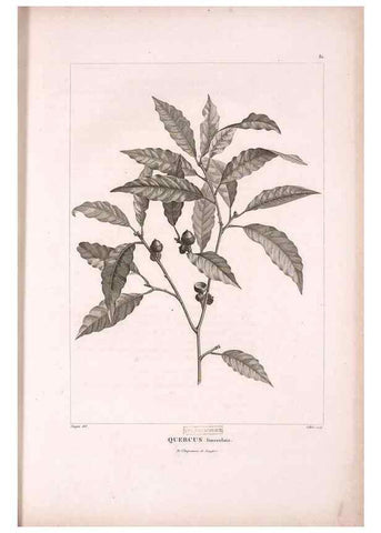 Reproducción/Reproduction 48979880727: Monographie des melastomacées,. Londres,Gide,1833.. 