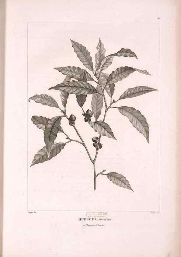 Reproducción/Reproduction 48979880727: Monographie des melastomacées,. Londres,Gide,1833.. 