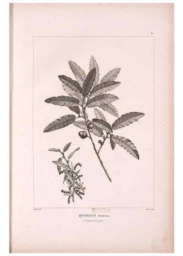 Reproducción/Reproduction 48979143523: Monographie des melastomacées,. Londres,Gide,1833.. 