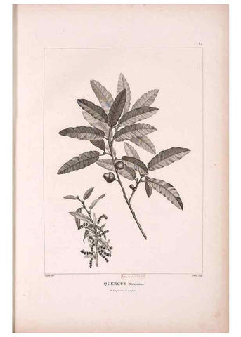Reproducción/Reproduction 48979143523: Monographie des melastomacées,. Londres,Gide,1833.. 
