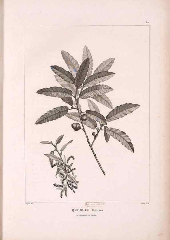 Reproducción/Reproduction 48979143523: Monographie des melastomacées,. Londres,Gide,1833.. 