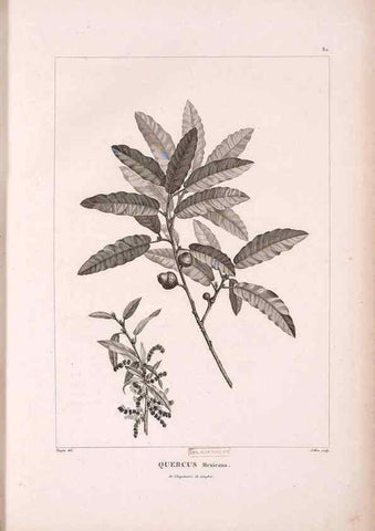 Reproducción/Reproduction 48979143523: Monographie des melastomacées,. Londres,Gide,1833.. 