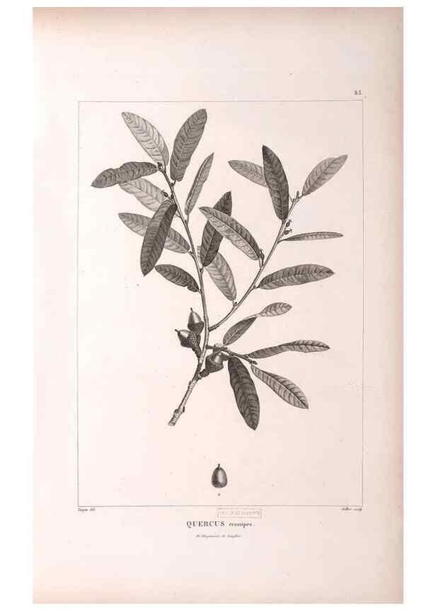 Reproducción/Reproduction 48979881112: Monographie des melastomacées,. Londres,Gide,1833.. 