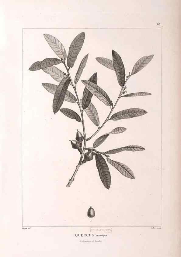Reproducción/Reproduction 48979881112: Monographie des melastomacées,. Londres,Gide,1833.. 