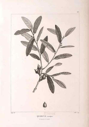Reproducción/Reproduction 48979881112: Monographie des melastomacées,. Londres,Gide,1833.. 