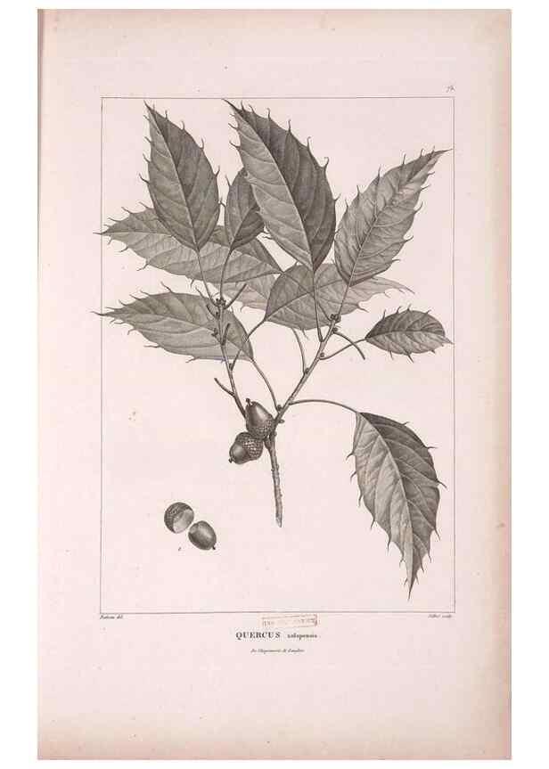 Reproducción/Reproduction 48979879542: Monographie des melastomacées,. Londres,Gide,1833.. 