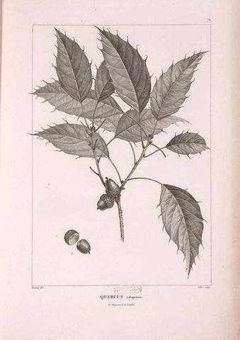 Reproducción/Reproduction 48979879542: Monographie des melastomacées,. Londres,Gide,1833.. 