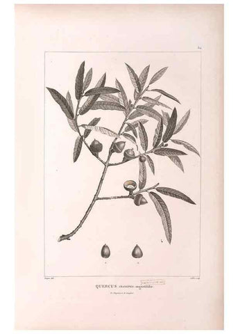 Reproducción/Reproduction 48979881272: Monographie des melastomacées,. Londres,Gide,1833.. 
