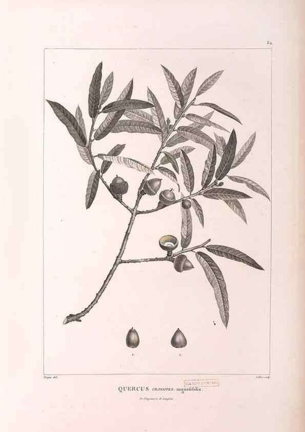 Reproducción/Reproduction 48979881272: Monographie des melastomacées,. Londres,Gide,1833.. 