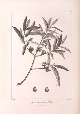 Reproducción/Reproduction 48979881272: Monographie des melastomacées,. Londres,Gide,1833.. 