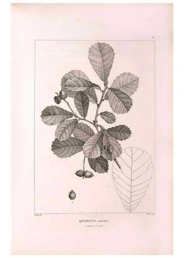 Reproducción/Reproduction 48979166883: Monographie des melastomacées,. Londres,Gide,1833.. 