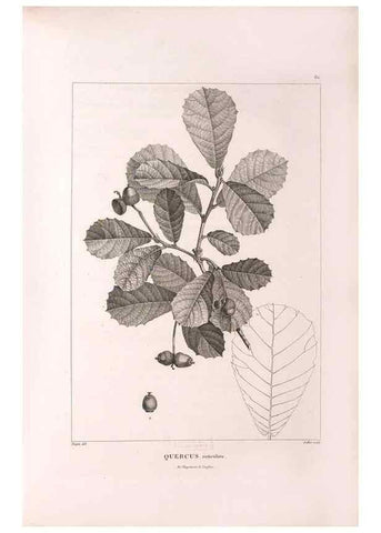 Reproducción/Reproduction 48979166883: Monographie des melastomacées,. Londres,Gide,1833.. 