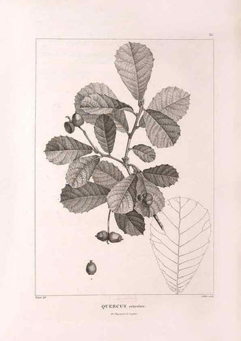 Reproducción/Reproduction 48979166883: Monographie des melastomacées,. Londres,Gide,1833.. 