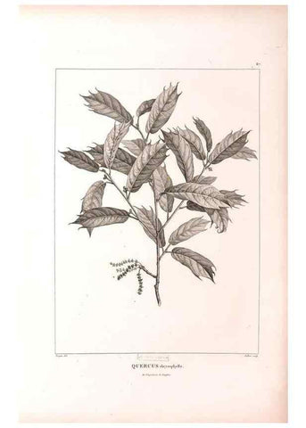 Reproducción/Reproduction 48979726141: Monographie des melastomacées,. Londres,Gide,1833.. 