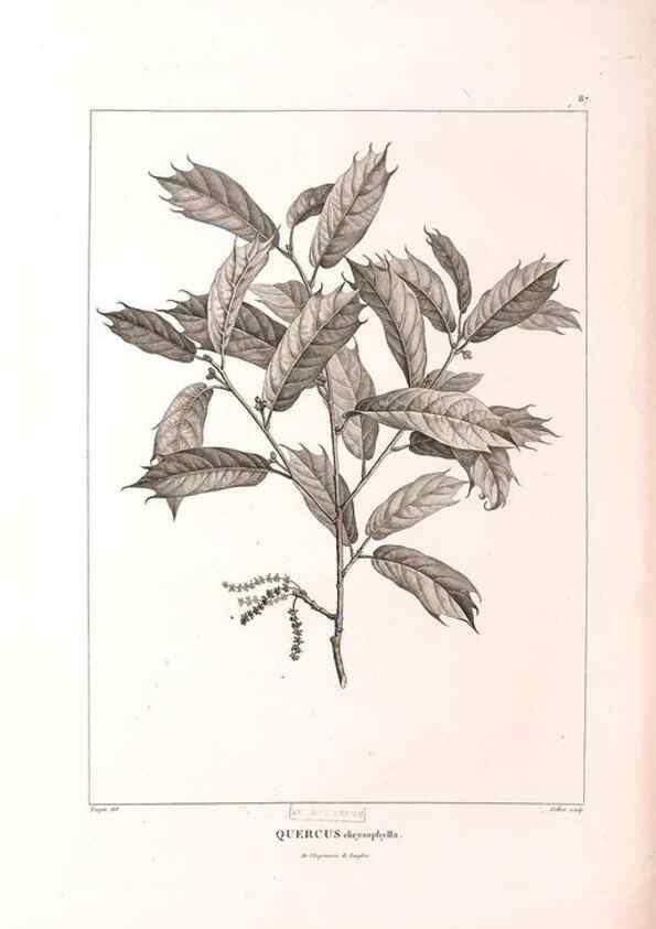 Reproducción/Reproduction 48979726141: Monographie des melastomacées,. Londres,Gide,1833.. 