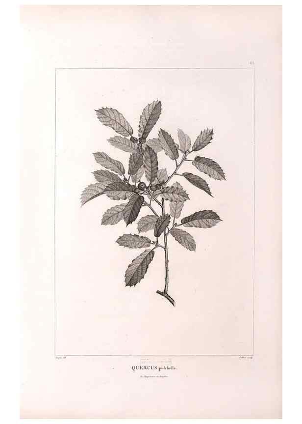 Reproducción/Reproduction 48979904392: Monographie des melastomacées,. Londres,Gide,1833.. 