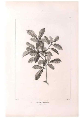Reproducción/Reproduction 48979904392: Monographie des melastomacées,. Londres,Gide,1833.. 