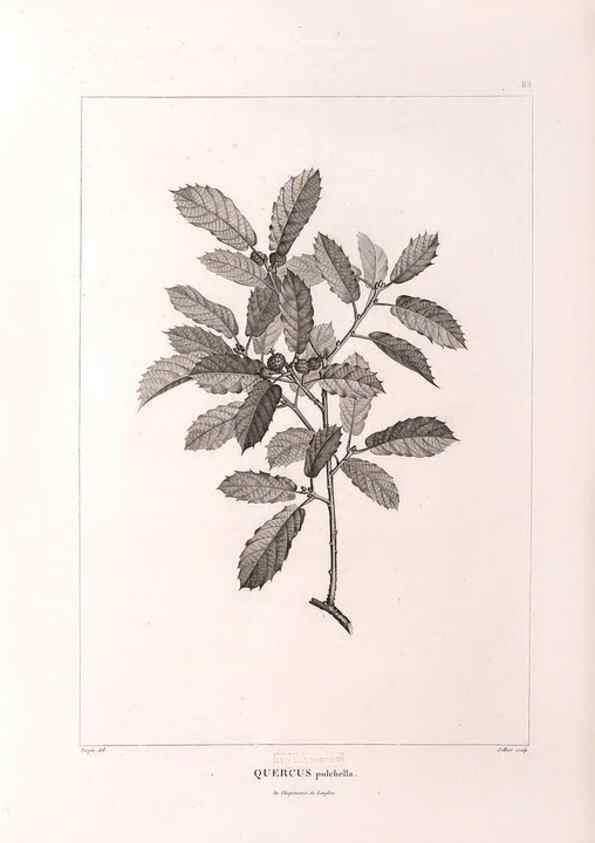 Reproducción/Reproduction 48979904392: Monographie des melastomacées,. Londres,Gide,1833.. 