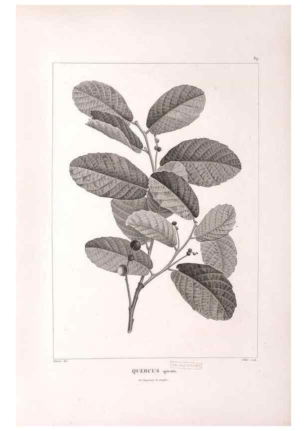 Reproducción/Reproduction 48979904607: Monographie des melastomacées,. Londres,Gide,1833.. 