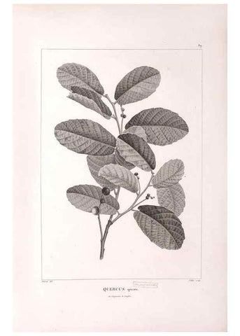Reproducción/Reproduction 48979904607: Monographie des melastomacées,. Londres,Gide,1833.. 