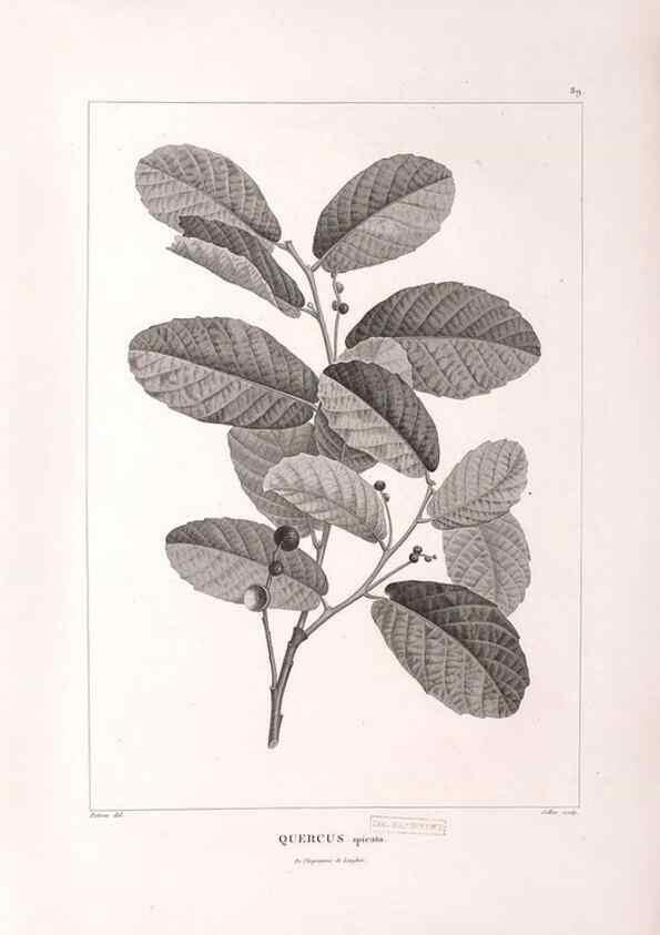 Reproducción/Reproduction 48979904607: Monographie des melastomacées,. Londres,Gide,1833.. 