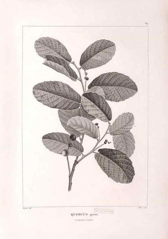 Reproducción/Reproduction 48979904607: Monographie des melastomacées,. Londres,Gide,1833.. 