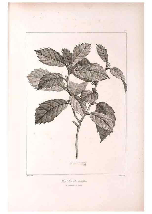 Reproducción/Reproduction 48979167793: Monographie des melastomacées,. Londres,Gide,1833.. 