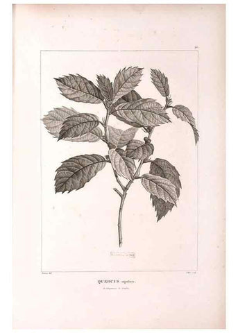 Reproducción/Reproduction 48979167793: Monographie des melastomacées,. Londres,Gide,1833.. 