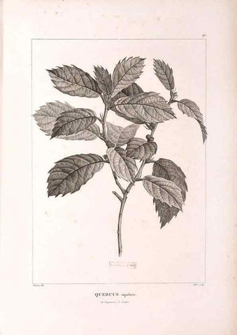 Reproducción/Reproduction 48979167793: Monographie des melastomacées,. Londres,Gide,1833.. 