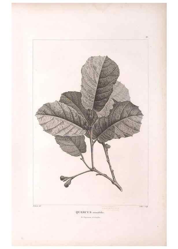 Reproducción/Reproduction 48979905102: Monographie des melastomacées,. Londres,Gide,1833.. 