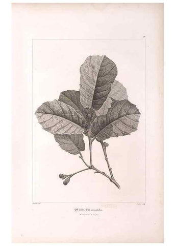 Reproducción/Reproduction 48979905102: Monographie des melastomacées,. Londres,Gide,1833.. 
