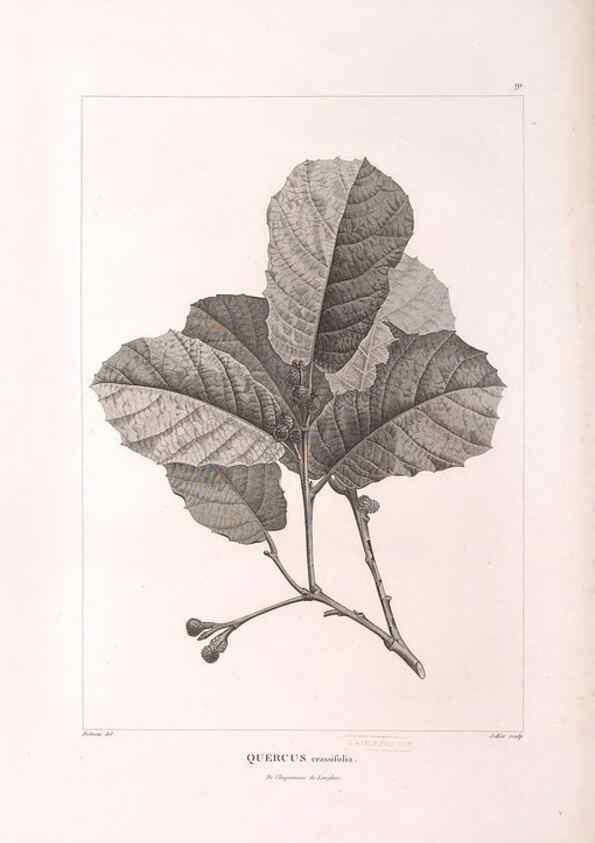 Reproducción/Reproduction 48979905102: Monographie des melastomacées,. Londres,Gide,1833.. 