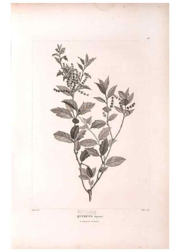 Reproducción/Reproduction 48979905312: Monographie des melastomacées,. Londres,Gide,1833.. 