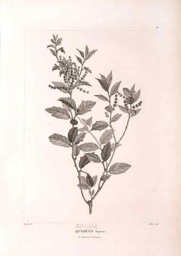 Reproducción/Reproduction 48979905312: Monographie des melastomacées,. Londres,Gide,1833.. 
