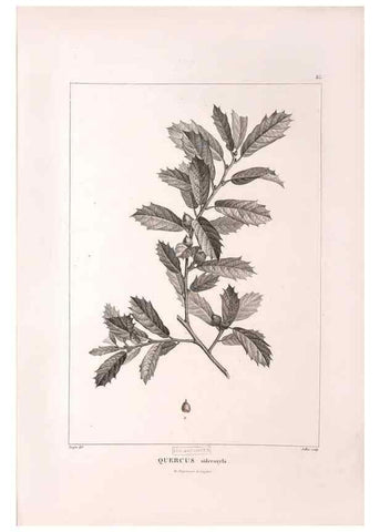 Reproducción/Reproduction 48979703176: Monographie des melastomacées,. Londres,Gide,1833.. 