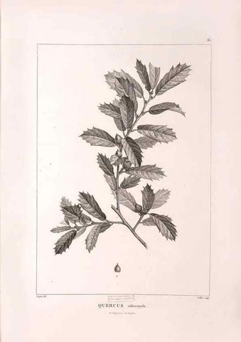 Reproducción/Reproduction 48979703176: Monographie des melastomacées,. Londres,Gide,1833.. 