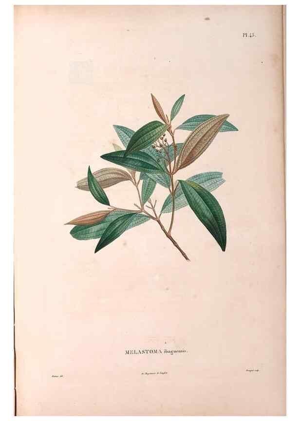 Reproducción/Reproduction 48979127323: Monographie des melastomacées,. Londres,Gide,1833.. 